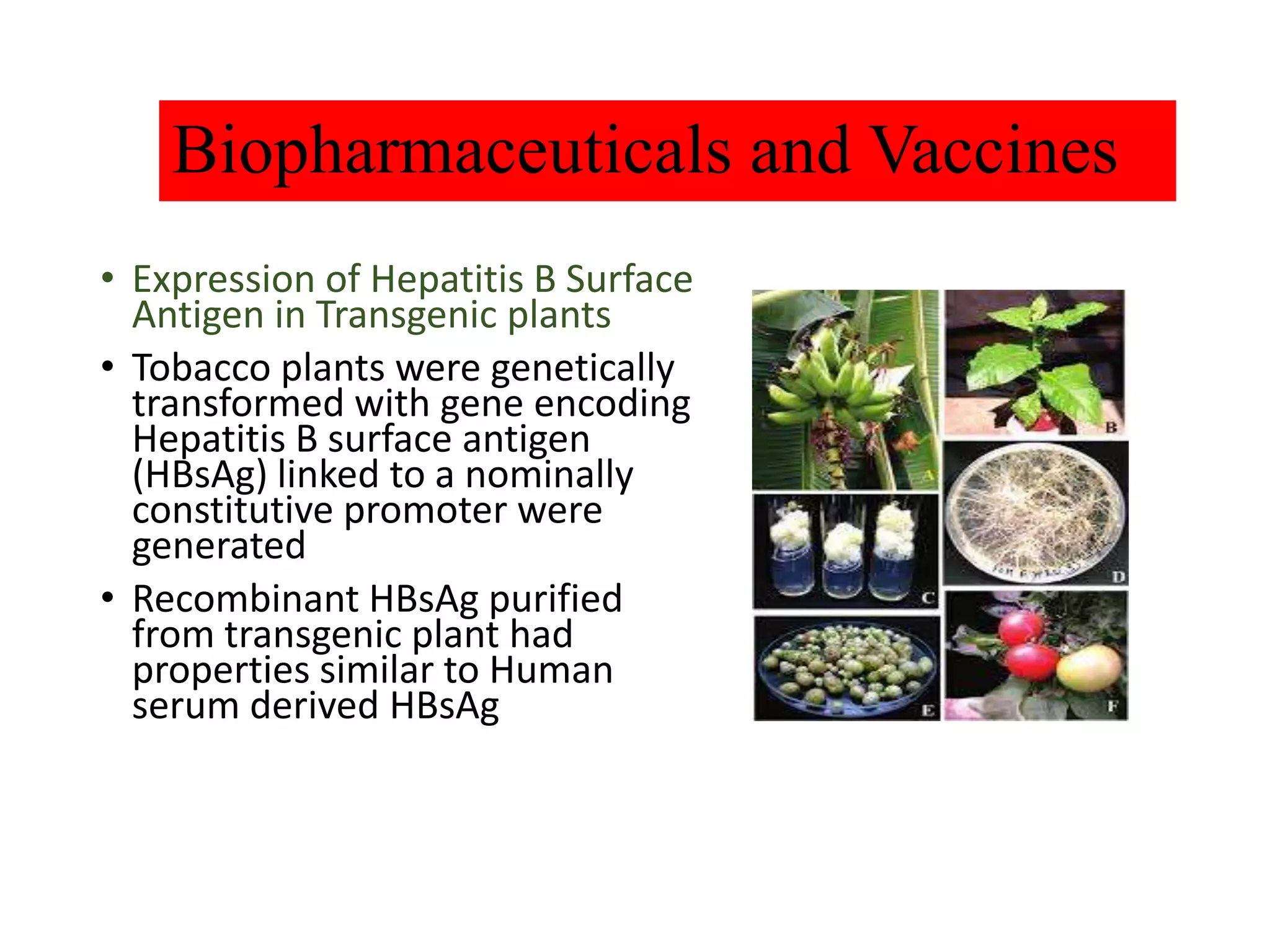 Biopharmaceuticals and Vaccines
• Expression of Hepatitis B Surface
Antigen in Transgenic plants
• Tobacco plants were genetically
transformed with gene encoding
Hepatitis B surface antigen
(HBsAg) linked to a nominally
constitutive promoter were
generated
• Recombinant HBsAg purified
from transgenic plant had
properties similar to Human
serum derived HBsAg
 