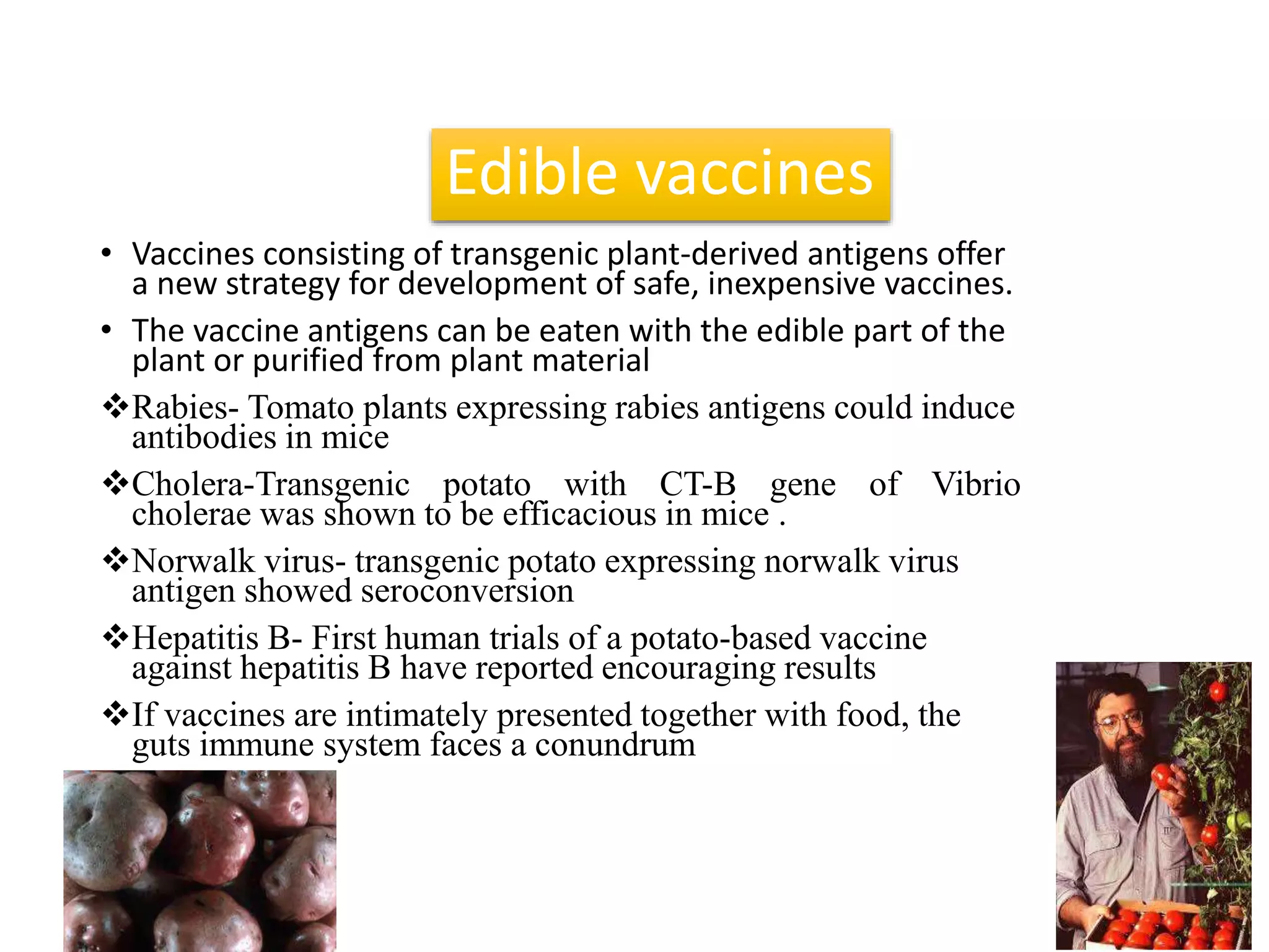 Edible vaccines
• Vaccines consisting of transgenic plant-derived antigens offer
a new strategy for development of safe, inexpensive vaccines.
• The vaccine antigens can be eaten with the edible part of the
plant or purified from plant material
Rabies- Tomato plants expressing rabies antigens could induce
antibodies in mice
Cholera-Transgenic potato with CT-B gene of Vibrio
cholerae was shown to be efficacious in mice .
Norwalk virus- transgenic potato expressing norwalk virus
antigen showed seroconversion
Hepatitis B- First human trials of a potato-based vaccine
against hepatitis B have reported encouraging results
If vaccines are intimately presented together with food, the
guts immune system faces a conundrum
 