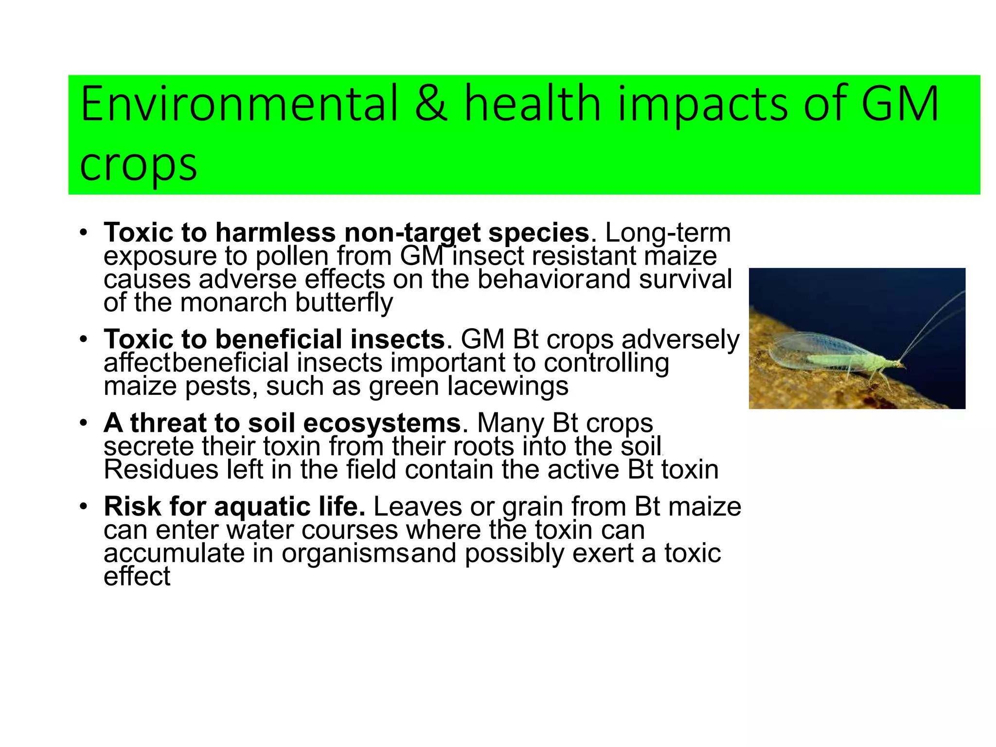 Environmental & health impacts of GM
crops
• Toxic to harmless non-target species. Long-term
exposure to pollen from GM insect resistant maize
causes adverse effects on the behaviorand survival
of the monarch butterfly
• Toxic to beneficial insects. GM Bt crops adversely
affectbeneficial insects important to controlling
maize pests, such as green lacewings
• A threat to soil ecosystems. Many Bt crops
secrete their toxin from their roots into the soil.
Residues left in the field contain the active Bt toxin
• Risk for aquatic life. Leaves or grain from Bt maize
can enter water courses where the toxin can
accumulate in organismsand possibly exert a toxic
effect
 