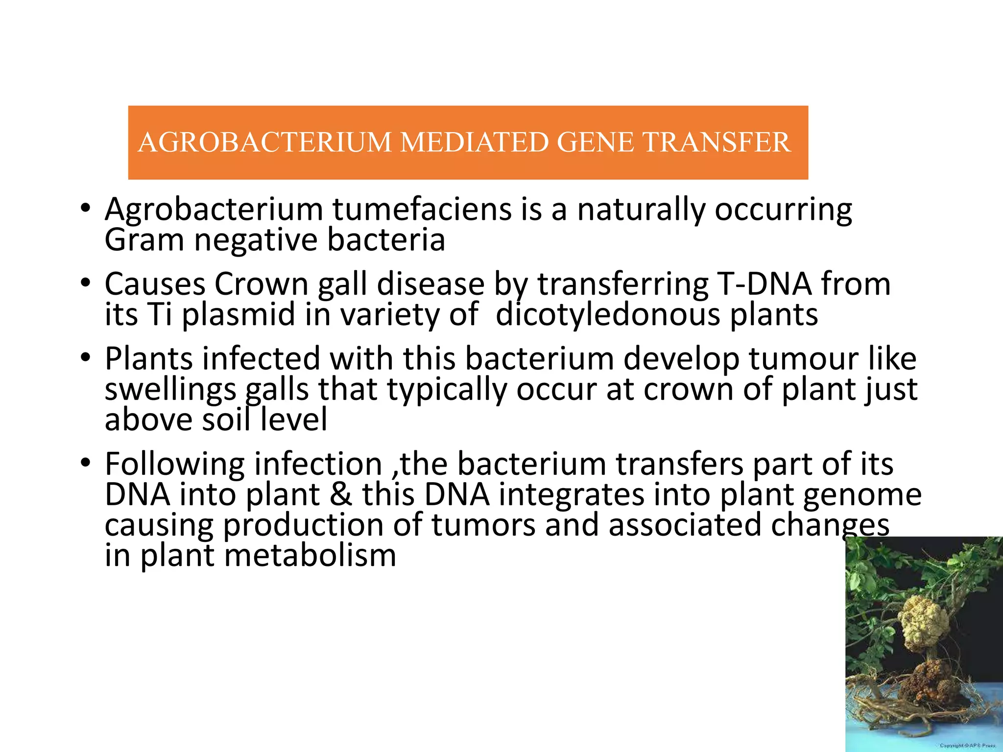 AGROBACTERIUM MEDIATED GENE TRANSFER
• Agrobacterium tumefaciens is a naturally occurring
Gram negative bacteria
• Causes Crown gall disease by transferring T-DNA from
its Ti plasmid in variety of dicotyledonous plants
• Plants infected with this bacterium develop tumour like
swellings galls that typically occur at crown of plant just
above soil level
• Following infection ,the bacterium transfers part of its
DNA into plant & this DNA integrates into plant genome
causing production of tumors and associated changes
in plant metabolism
 