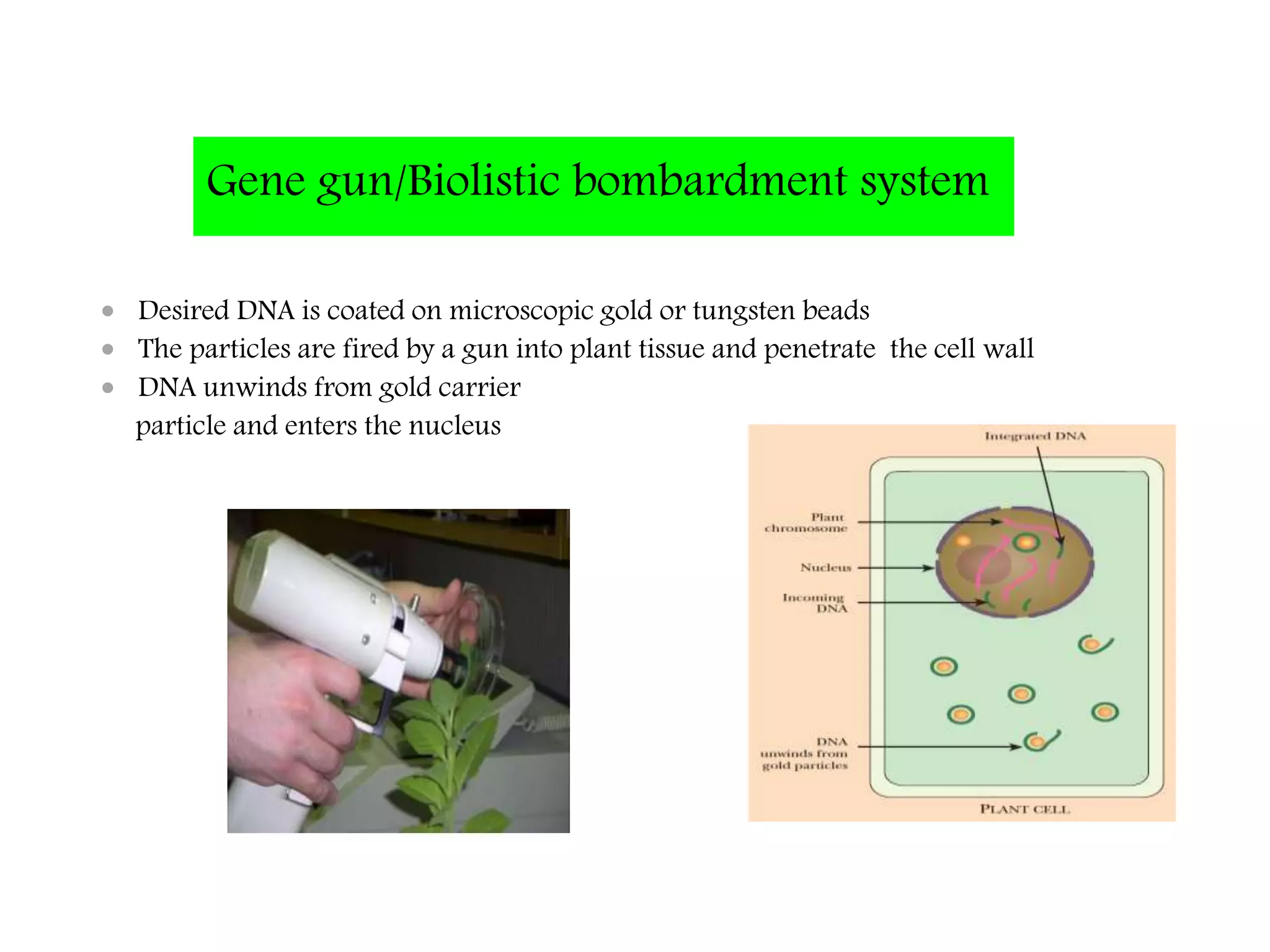 Gene gun/Biolistic bombardment system
 Desired DNA is coated on microscopic gold or tungsten beads
 The particles are fired by a gun into plant tissue and penetrate the cell wall
 DNA unwinds from gold carrier
particle and enters the nucleus
 