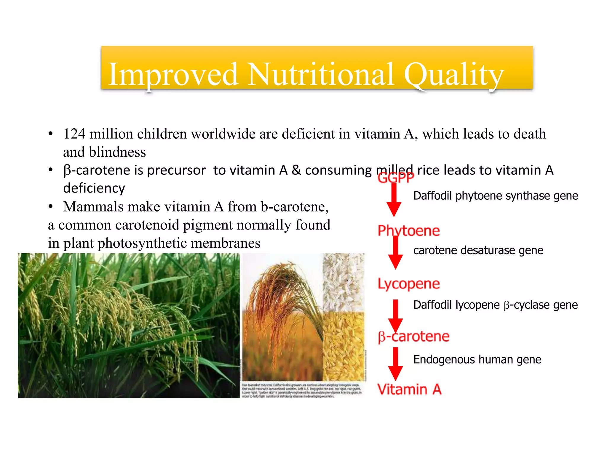 Improved Nutritional Quality
• 124 million children worldwide are deficient in vitamin A, which leads to death
and blindness
• b-carotene is precursor to vitamin A & consuming milled rice leads to vitamin A
deficiency
• Mammals make vitamin A from b-carotene,
a common carotenoid pigment normally found
in plant photosynthetic membranes
Daffodil phytoene synthase gene
carotene desaturase gene
Daffodil lycopene b-cyclase gene
Endogenous human gene
 