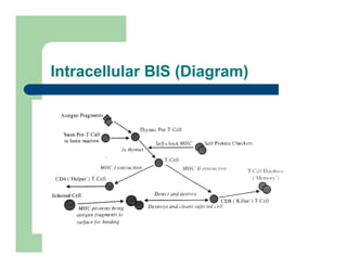 Intracellular BIS (Diagram)
 