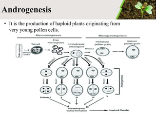 Applications of plant biotechnology | PPTX