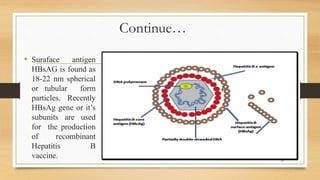Continue…
• Suraface antigen
HBsAG is found as
18-22 nm spherical
or tubular form
particles. Recently
HBsAg gene or it’s
subunits are used
for the production
of recombinant
Hepatitis B
vaccine. 25
 