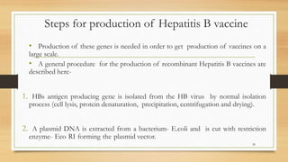Steps for production of Hepatitis B vaccine
• Production of these genes is needed in order to get production of vaccines on a
large scale.
• A general procedure for the production of recombinant Hepatitis B vaccines are
described here-
1. HBs antigen producing gene is isolated from the HB virus by normal isolation
process (cell lysis, protein denaturation, precipitation, centrifugation and drying).
2. A plasmid DNA is extracted from a bacterium- E.coli and is cut with restriction
enzyme- Eco RI forming the plasmid vector.
28
 