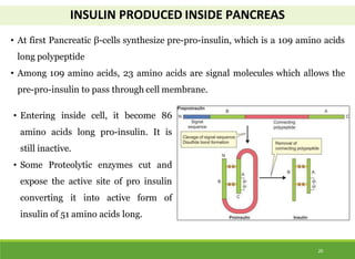 INSULIN PRODUCED INSIDE PANCREAS
• At first Pancreatic β-cells synthesize pre-pro-insulin, which is a 109 amino acids
long polypeptide
• Among 109 amino acids, 23 amino acids are signal molecules which allows the
pre-pro-insulin to pass through cell membrane.
• Entering inside cell, it become 86
amino acids long pro-insulin. It is
still inactive.
• Some Proteolytic enzymes cut and
expose the active site of pro insulin
converting it into active form of
insulin of 51 amino acids long.
20
 