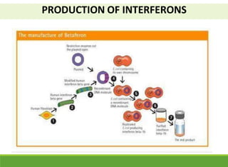PRODUCTION OF INTERFERONS
 
