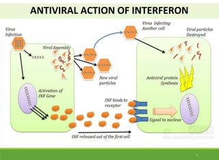 ANTIVIRAL ACTION OF INTERFERON
7
 