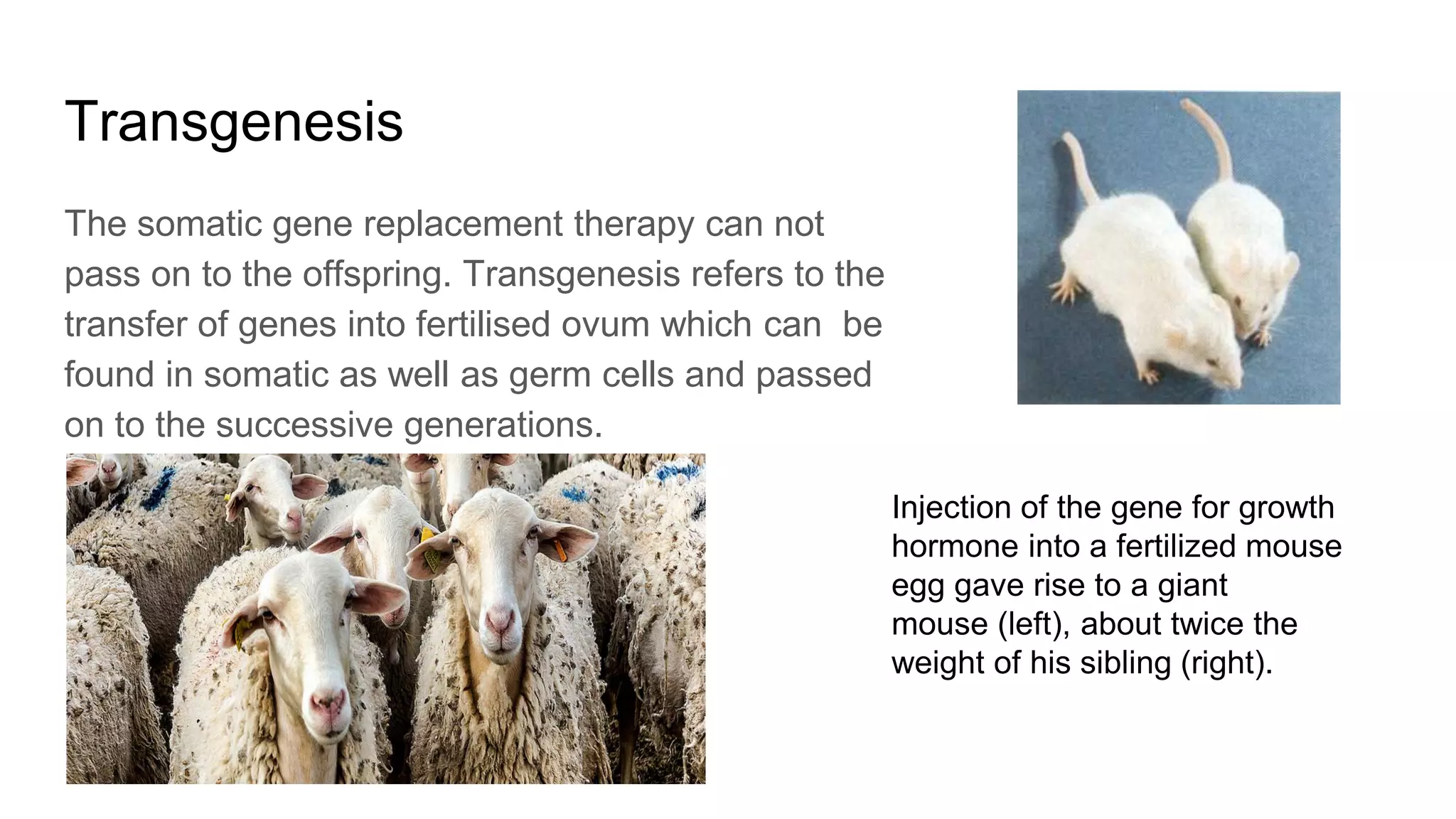 Transgenesis
The somatic gene replacement therapy can not
pass on to the offspring. Transgenesis refers to the
transfer of genes into fertilised ovum which can be
found in somatic as well as germ cells and passed
on to the successive generations.
Injection of the gene for growth
hormone into a fertilized mouse
egg gave rise to a giant
mouse (left), about twice the
weight of his sibling (right).
 