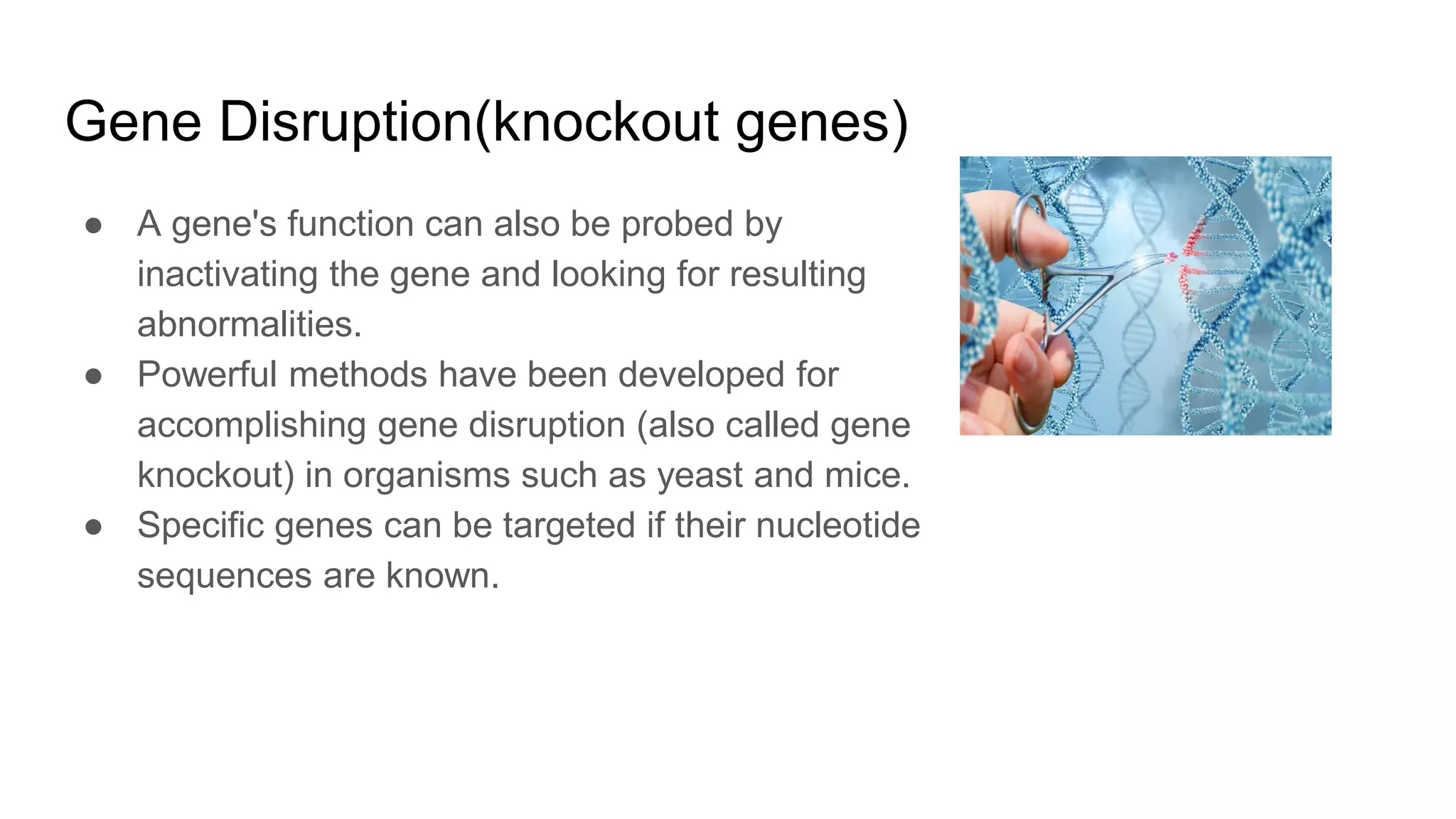 Gene Disruption(knockout genes)
● A gene's function can also be probed by
inactivating the gene and looking for resulting
abnormalities.
● Powerful methods have been developed for
accomplishing gene disruption (also called gene
knockout) in organisms such as yeast and mice.
● Specific genes can be targeted if their nucleotide
sequences are known.
 