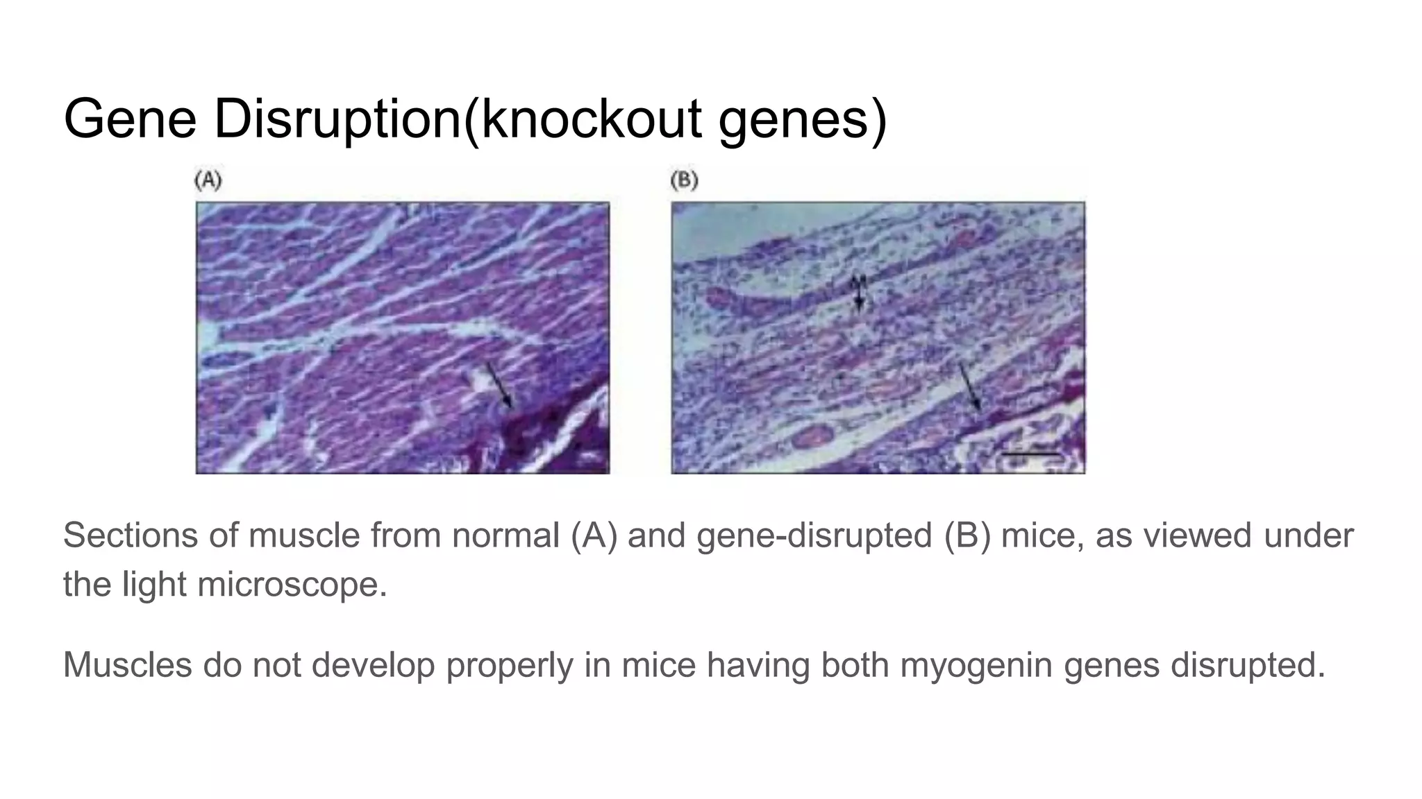 Gene Disruption(knockout genes)
Sections of muscle from normal (A) and gene-disrupted (B) mice, as viewed under
the light microscope.
Muscles do not develop properly in mice having both myogenin genes disrupted.
 