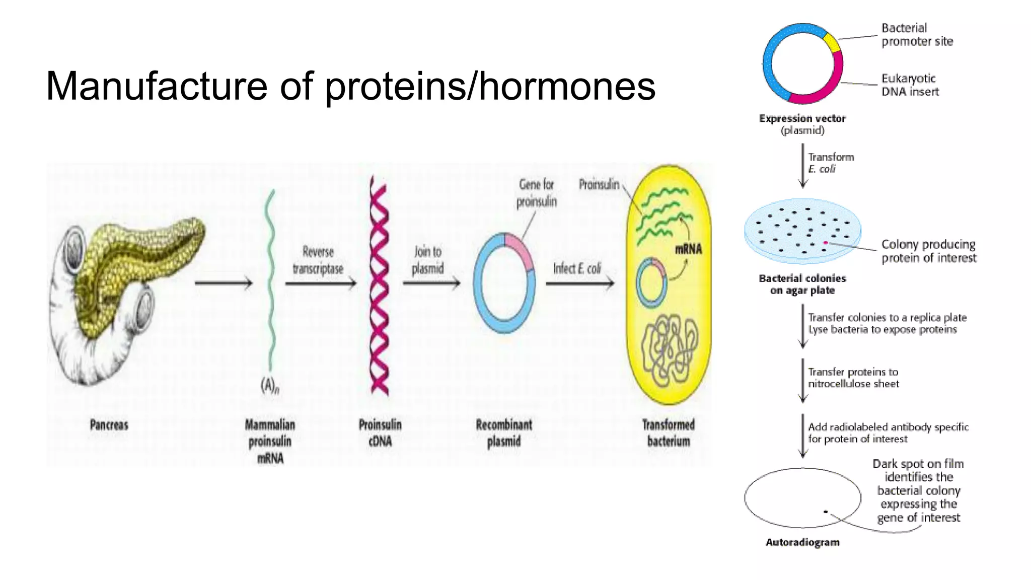 Manufacture of proteins/hormones
 