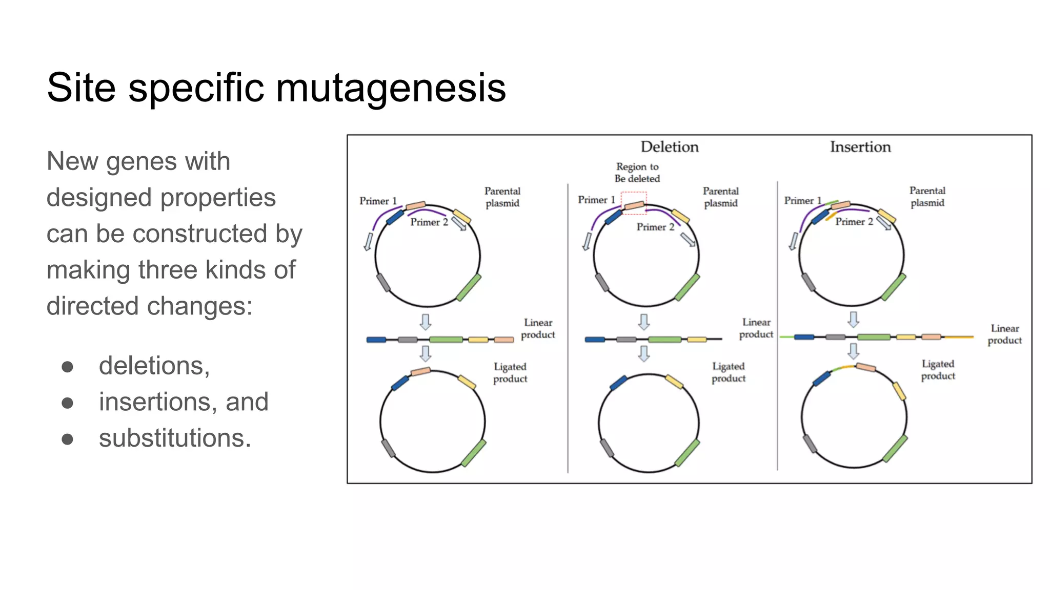Site specific mutagenesis
New genes with
designed properties
can be constructed by
making three kinds of
directed changes:
● deletions,
● insertions, and
● substitutions.
 