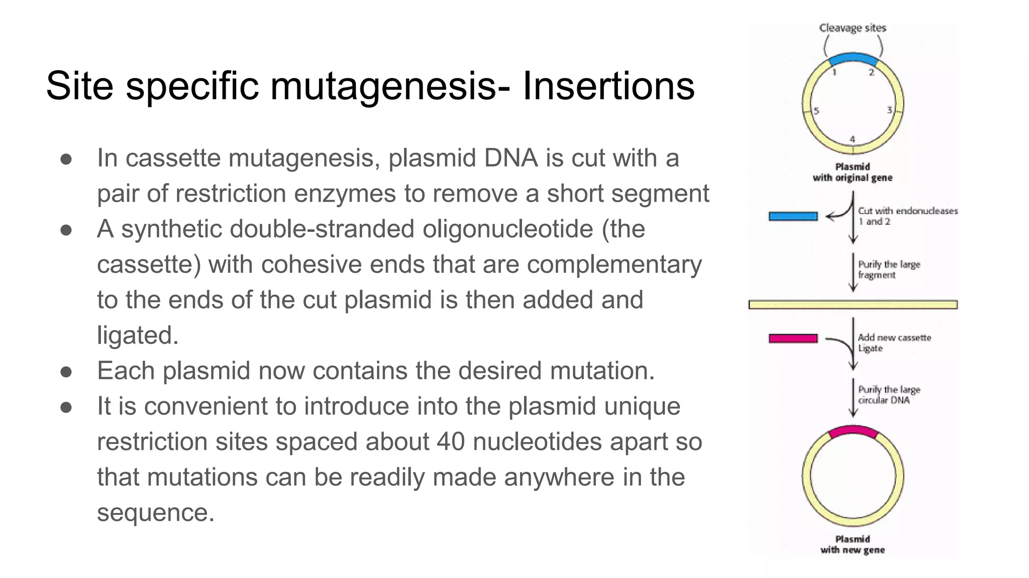 Site specific mutagenesis- Insertions
● In cassette mutagenesis, plasmid DNA is cut with a
pair of restriction enzymes to remove a short segment
● A synthetic double-stranded oligonucleotide (the
cassette) with cohesive ends that are complementary
to the ends of the cut plasmid is then added and
ligated.
● Each plasmid now contains the desired mutation.
● It is convenient to introduce into the plasmid unique
restriction sites spaced about 40 nucleotides apart so
that mutations can be readily made anywhere in the
sequence.
 