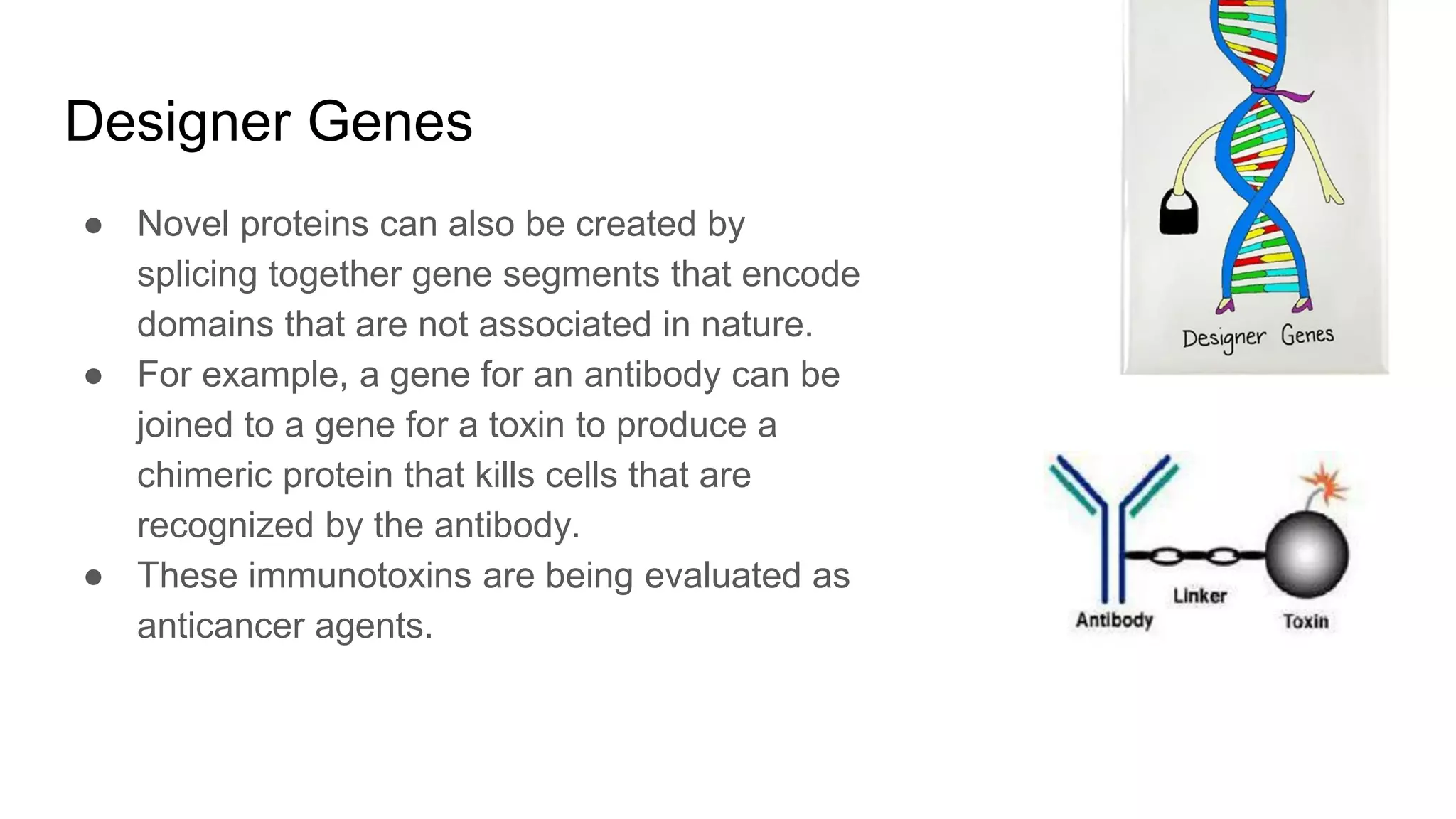 Designer Genes
● Novel proteins can also be created by
splicing together gene segments that encode
domains that are not associated in nature.
● For example, a gene for an antibody can be
joined to a gene for a toxin to produce a
chimeric protein that kills cells that are
recognized by the antibody.
● These immunotoxins are being evaluated as
anticancer agents.
 