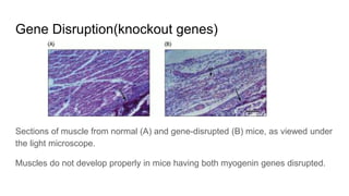 Applications of Recombinant DNA Technology | PDF