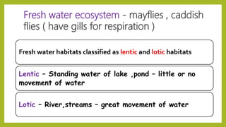 Fresh water ecosystem - mayflies , caddish
flies ( have gills for respiration )
Fresh water habitats classified as lentic and lotic habitats
Lentic – Standing water of lake ,pond – little or no
movement of water
Lotic – River,streams – great movement of water
 