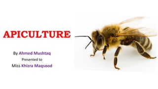 APICULTURE
By Ahmed Mushtaq
Presented to
Miss Khizra Maqsood
 