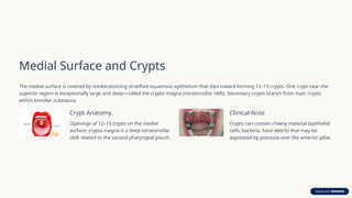 Comprehensive Applied Anatomy and Surgical Considerations of Palatine ...