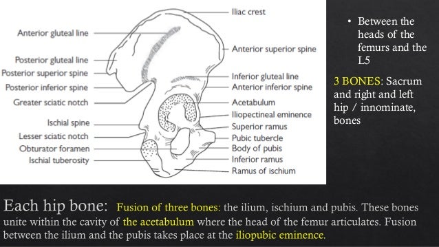 Applied anatomy of female pelvis