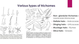 Various types of trichomes
 Non- glandular trichomes –
Lauraceae,Moraceae
 Stellate hairs – Malvaceae
 Stinging hairs – Urticaceae
 Mucilage hairs – Rumex
 Silica hairs - Grasses
 