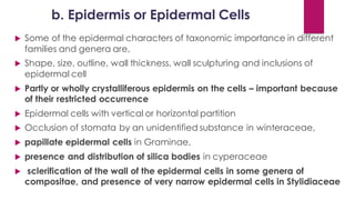 b. Epidermis or Epidermal Cells
 Some of the epidermal characters of taxonomic importance in different
families and genera are,
 Shape, size, outline, wall thickness, wall sculpturing and inclusions of
epidermal cell
 Partly or wholly crystalliferous epidermis on the cells – important because
of their restricted occurrence
 Epidermal cells with vertical or horizontal partition
 Occlusion of stomata by an unidentified substance in winteraceae,
 papillate epidermal cells in Graminae,
 presence and distribution of silica bodies in cyperaceae
 sclerification of the wall of the epidermal cells in some genera of
compositae, and presence of very narrow epidermal cells in Stylidiaceae
 