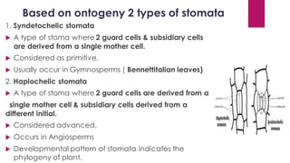 Based on ontogeny 2 types of stomata
1. Syndetochelic stomata
 A type of stoma where 2 guard cells & subsidiary cells
are derived from a single mother cell.
 Considered as primitive.
 Usually occur in Gymnosperms ( Bennettitalian leaves)
2. Haplochelic stomata
 A type of stoma where 2 guard cells are derived from a
single mother cell & subsidiary cells derived from a
different initial.
 Considered advanced.
 Occurs in Angiosperms
 Developmental pattern of stomata indicates the
phylogeny of plant.
 