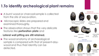 1.To identify archeological plant remains
 A burnt wood or charcoal sample is collected
from the site of excavation.
 Microscopic slides are prepared and
examined thoroughly.
 The observation shows that the very delicate
features like perforation plate and
. Lateral wall pitting are still retained.
 The wood anatomy of archaeological
sample is compared with that of present-day-
wood and thus their identity can be
detected.
 