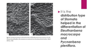  It is the
distribution type
of Stomata
helped in the
differentiation of
Eleutharrbena
macrocarpa
and
Pycnarrbena
pleniflora.
 
