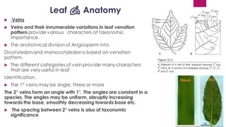 Leaf 🍂 Anatomy
 Veins
 Veins and their innumerable variations in leaf venation
pattern provide various characters of taxonomic
importance.
 The anatomical division of Angiosperm into
Dicotyledonand monocotyledonis based on venation
pattern.
 The different categories of vein provide many characters
that are veryuseful in leaf
identification.
 The 1° veins may be single, three or more
The 2° veins form an angle with 1°. The angles are constant in a
species. The angles may be uniform, abruptly increasing
towards the base, smoothly decreasing towards base etc.
 The spacing between 2° veins is also of taxonomic
significance
 