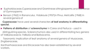  Euphorbiaceae,Cyperaceae and Gramineae ofAngiosperms and Coniferae
of Gymnosperms
 Benson (1962) in Rananculus, Vidakouie (1957)in Pinus, Metcalfe (1968) in
several genera of
Cyperaceae have used several characters of leaf anatomy in differentiating
special.
 Patterns of distribution of sclerenchyma in Carex and Festuca - used in
distinguishing species. Sclerenchyma is also used in differentiating two genera
of Velloziaceaeviz. Vellozia and Barbacenia.
Taxonomic implication of leaf anatomy of several genera of Musaceae,
Zingiberaceae,
Xanthorrhoeaceae and Ericaceae has also been established by several
workers.
 
