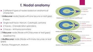 f. Nodal anatomy
 3 different types of nodes based on anatomical
characters
1.Unilacunar node( Node with one lacuna or leaf gap)
3 types
 Single leaf trace- Nerium, Calotropis, Lantana
 2 traces – Clerodendron splendens
 3 traces – Withania somnifera
2.Trilacunar node (Node with 3 lacunae or leaf gaps)
- Azadirachta
3.Multilacunar node (Node withmany lacunae or leaf
gaps)
- Rumex, Polygonum, Aralium
 