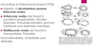 According to Paliwal and Anand (1978)
 Majority of dicotyledons possess
trilacunar nodes.
 Unilacunar nodes are found in
Laurales,Caryophyllales, Ericales,
Ebenales, Primulales,Mystales and few
Tubiflorae and Asteridae members.
 Multilacunar nodes are found in
Mangnoliales, Piperales,
Trochodendrales, Umbellales and
Asterales.
 