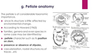 g. Petiole anatomy
The petiole is of considerable taxonomic
importance,
 since its structure is little affected by
environmental change.
 According to Howard (1963)
 families, genera and even species in
some case may be identified by
 petiole character such as its position
on stem,
 presence or absence of stipules,
 vascularization, nodal structure,no.of
traces ..etc
 