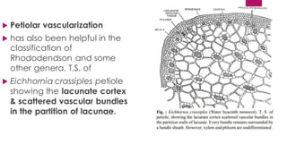  Petiolar vascularization
 has also been helpful in the
classification of
Rhododendson and some
other genera. T.S. of
 Eichhornia crassiples petiole
showing the lacunate cortex
& scattered vascular bundles
in the partition of lacunae.
 