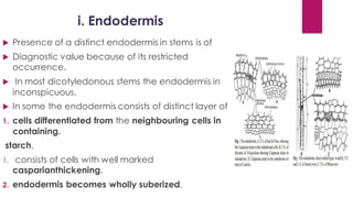  Presence of a distinct endodermis in stems is of
 Diagnostic value because of its restricted
occurrence.
 In most dicotyledonous stems the endodermis in
inconspicuous.
 In some the endodermis consists of distinct layer of
1. cells differentiated from the neighbouring cells in
containing.
starch.
1. consists of cells with well marked
casparianthickening.
2. endodermis becomes wholly suberized.
i. Endodermis
 