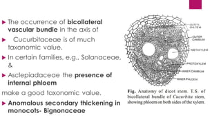  The occurrence of bicollateral
vascular bundle in the axis of
 Cucurbitaceae is of much
taxonomic value.
 In certain families, e.g., Solanaceae,
&
 Asclepiadaceae the presence of
internal phloem
make a good taxonomic value.
 Anomalous secondary thickening in
monocots- Bignonaceae
 