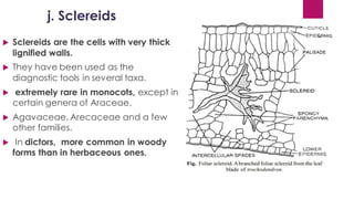 j. Sclereids
 Sclereids are the cells with very thick
lignified walls.
 They have been used as the
diagnostic tools in several taxa.
 extremely rare in monocots, except in
certain genera of Araceae,
 Agavaceae, Arecaceae and a few
other families.
 In dictors, more common in woody
forms than in herbaceous ones.
 