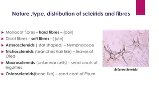 Nature ,type, distribution of scleirids and fibres
 Monocot fibres – hard fibres – (coir)
 Dicot fibres – soft fibres –( jute)
 Asterosclereids ( star shaped) – Nymphaceae
 Trichosclereids (branches hair like) – leaves of
Olea
 Macrosclereids (columnar cells) – seed coats of
legumes
 Osteosclereids(bone like) – seed coat of Pisum
 