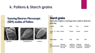 k. Pollens & Starch grains
 