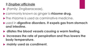 2.Zingiber officinale
 (Family: Zingiberaceae),
 commonly known as ginger is rhizome drug.
 The rhizome is used as carminative medicine.
 used in digestive disorders. It expels gas from stomach
and intestine.
 dilates the blood vessels causing a warm feeling.
 increases Ihe rate of perspiration and thus lowers the
body temperature.
 mainly used as condiment.
 