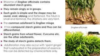  Rhizome of Zingiber officinale contains
abundant starch grains.
 They remain singly or in groups.
 Each grain is simple and the shape may be
round, oval, oblong and flattened. The hilum is
small and terminal. The striations are very faint.
 The common adulterant is Zingiber mioga
 It has compound starch grains and thus can be
differentiated.
 Starch grains from wheat flower, Curcuma etc.
are the other adulterants.
 The study of starch grains detects them.
 Adulteration may also occur with ‘spent ginger’
that is exhausted in the preparation of essence.
This can be detected by chemical tests only.
Zingiber officinale
 