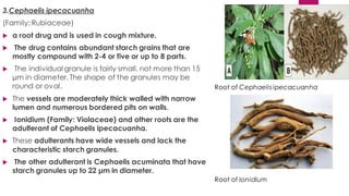 3.Cephaelis ipecacuanha
(Family: Rubiaceae)
 a root drug and is used in cough mixture.
 The drug contains abundant starch grains that are
mostly compound with 2-4 or five or up to 8 parts.
 The individual granule is fairly small, not more than 15
µm in diameter. The shape of the granules may be
round or oval.
 The vessels are moderately thick walled with narrow
lumen and numerous bordered pits on walls.
 Ionidium (Family: Violaceae) and other roots are the
adulterant of Cephaelis ipecacuanha.
 These adulterants have wide vessels and lack the
characteristic starch granules.
 The other adulterant is Cephaelis acuminata that have
starch granules up to 22 µm in diameter.
Root of Cephaelis ipecacuanha
Root of Ionidium
 