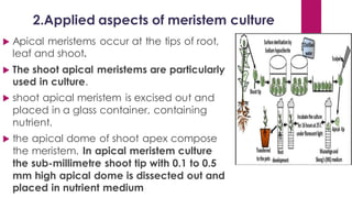 2.Applied aspects of meristem culture
 Apical meristems occur at the tips of root,
leaf and shoot.
 The shoot apical meristems are particularly
used in culture.
 shoot apical meristem is excised out and
placed in a glass container, containing
nutrient.
 the apical dome of shoot apex compose
the meristem. In apical meristem culture
the sub-millimetre shoot tip with 0.1 to 0.5
mm high apical dome is dissected out and
placed in nutrient medium
 