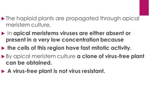  The haploid plants are propagated through apical
meristem culture.
 In apical meristems viruses are either absent or
present in a very low concentration because
 the cells of this region have fast mitotic activity.
 By apical meristem culture a clone of virus-free plant
can be obtained.
 A virus-free plant is not virus resistant.
 