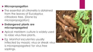  Micropropagation
 The essential oil citronella is obtained
from the leaves of Eucalyptus
citriodora tree. (Done by
micropropagation)
 Endangered plants are
micropropagated
 Apical meristem culture is widely used
to raise virus-free plants.
 Eg Manihot esculentes usually
inflected by mosaic virus or streak virus
is micropropagated for virus free
saplings.
 