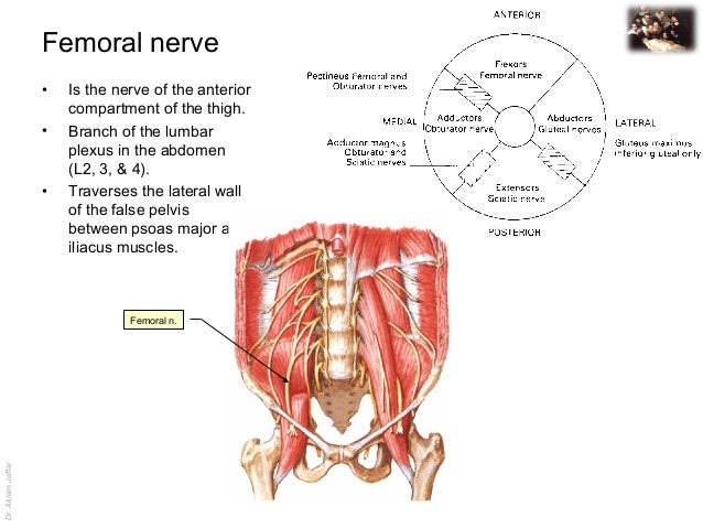 Applied anatomy femoral nerve injury