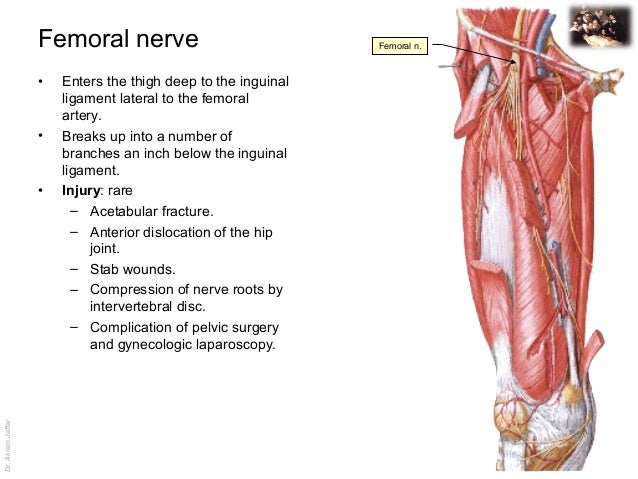 Applied anatomy femoral nerve injury