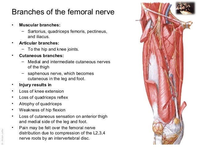 Applied anatomy femoral nerve injury